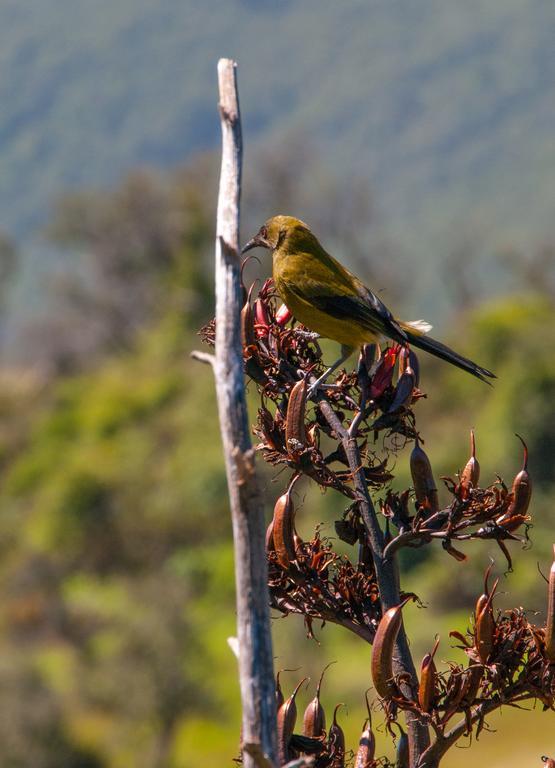 Glenorchy Peaks Bed And Breakfast Bagian luar foto